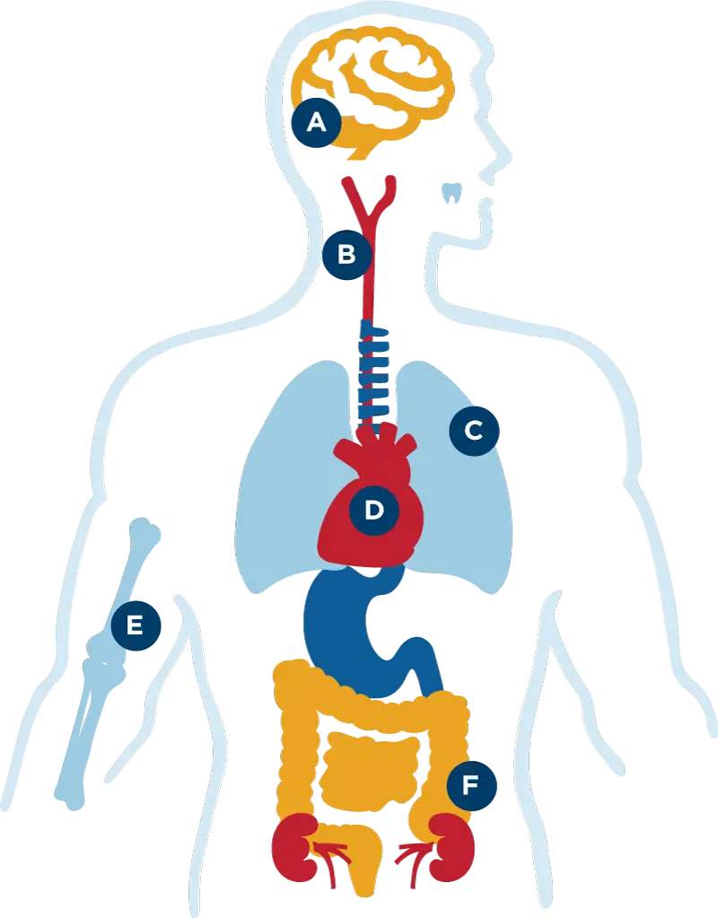 WholeHealth_graphic The Mugford Center